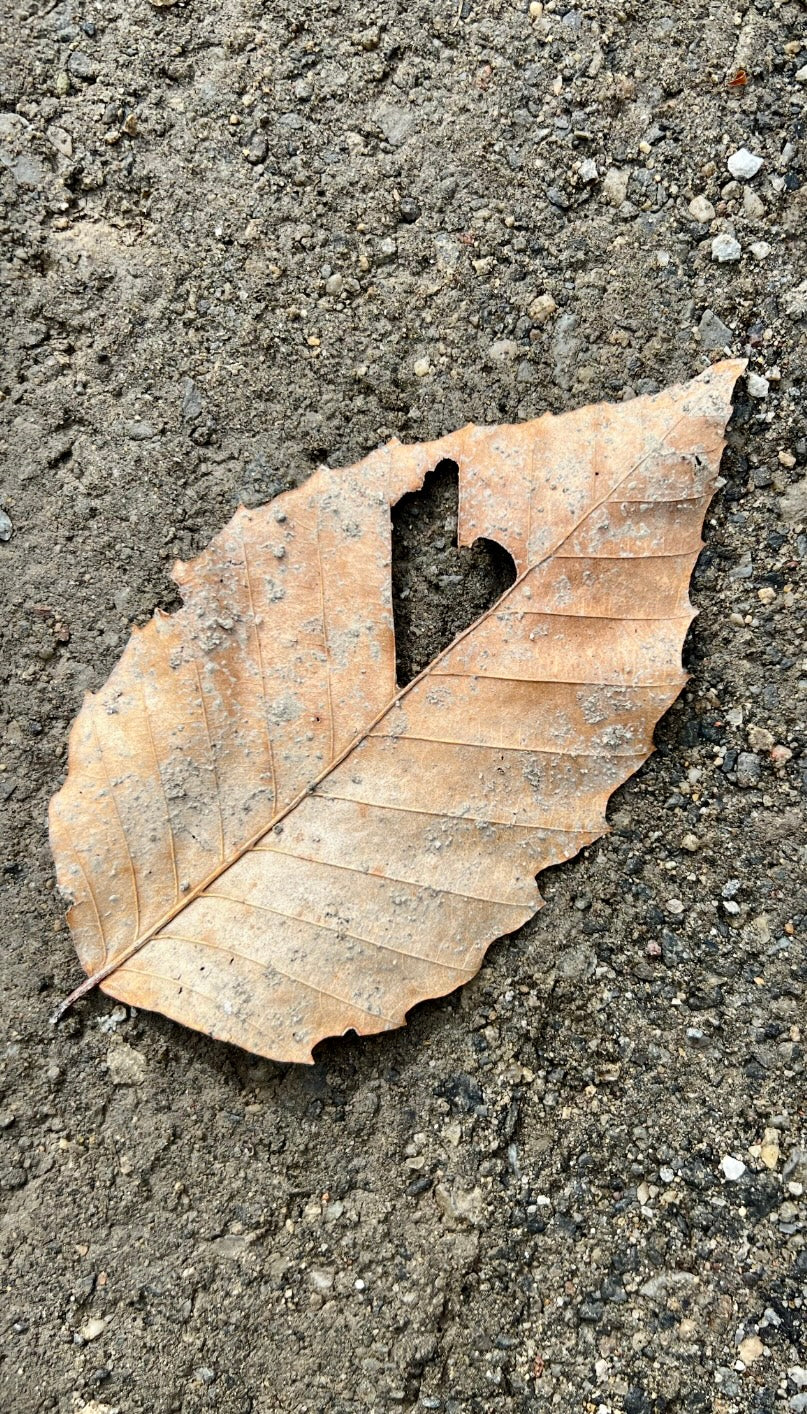 Autumn Chestnut Body Spray